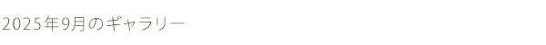 2025年9月のギャラリー