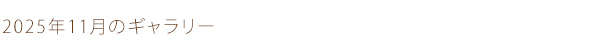 2025年11月のギャラリー