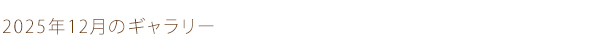 2025年12月のギャラリー
